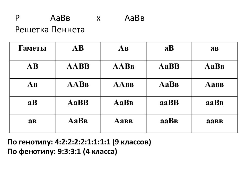 Какие гаметы образует генотип aabb. AABB * AABB решётка Пеннета. Решетка Пеннета ААВВ ААВВ. Решетка Пеннета соотношение генотипов. Решетка Пеннета на 16 гетерозиготы.