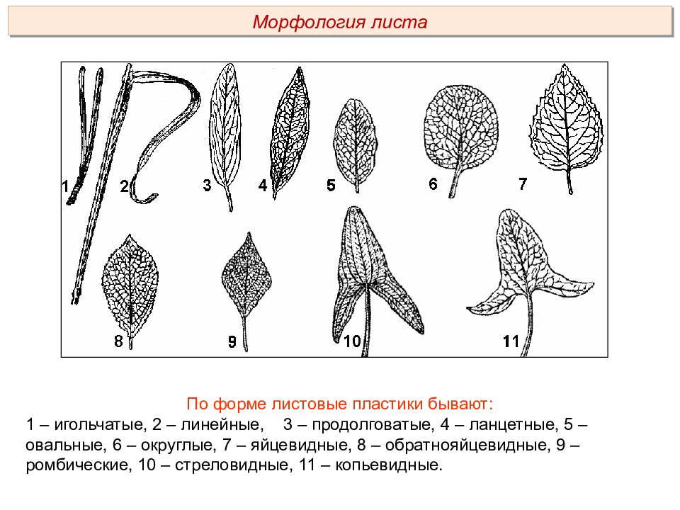 Морфология биология. Копьевидная форма листовой пластинки. Морфология растений. Морфология листа растений. Морфология и анатомия листа.