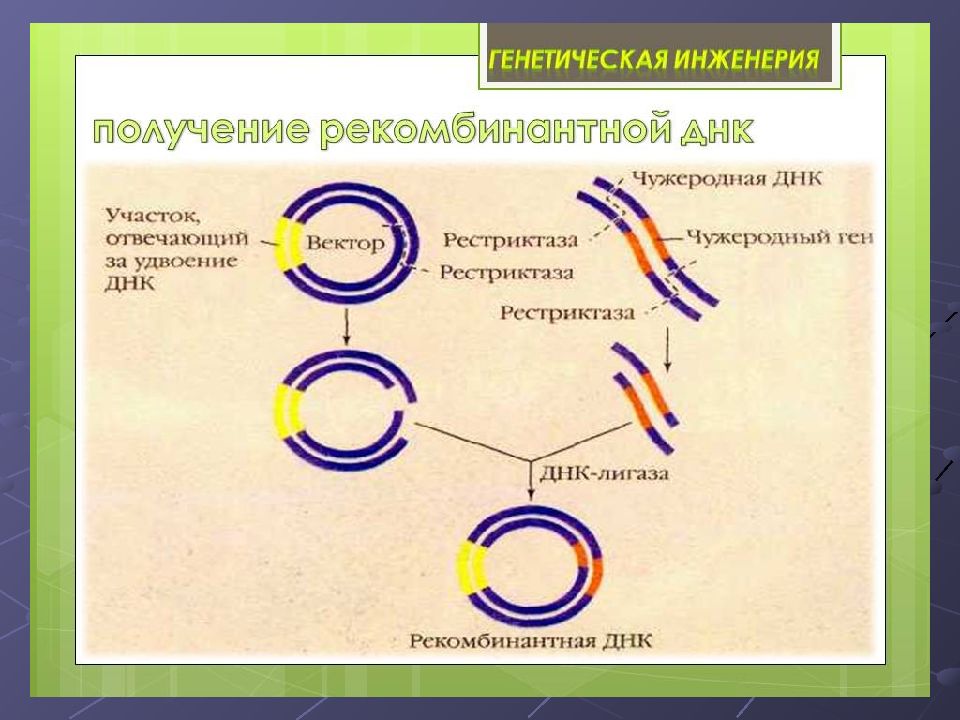 Генная инженерия схема