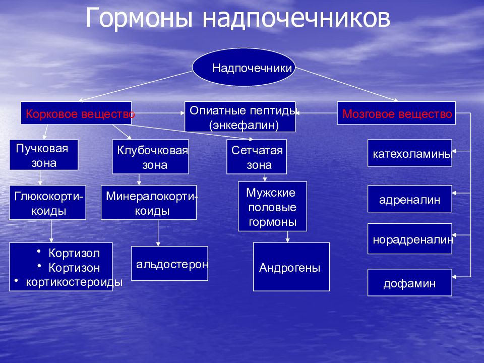 Патофизиология эндокринной системы презентация