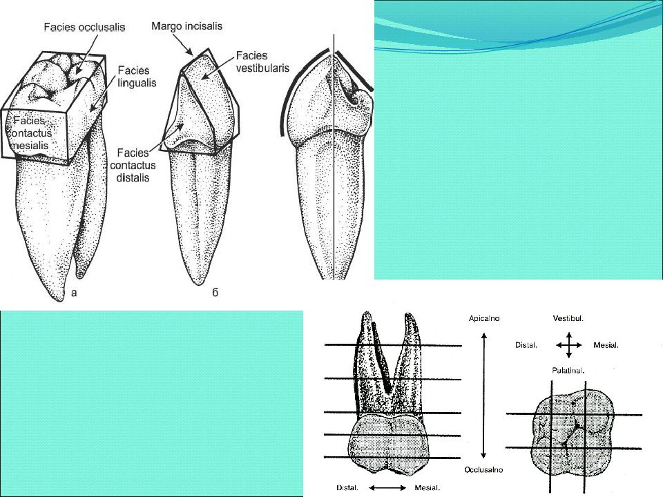 Facies medialis dentium incisivorum et caninorum