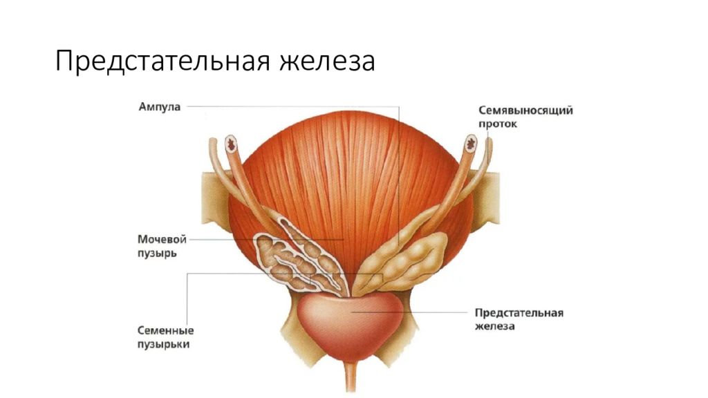 Предстательная железа размеры. Семявыносящий проток и семенные пузырьки. Строение семявыносящего протока. Топографическая анатомия предстательной железы. Предстательная железа и семенные пузырьки анатомия.