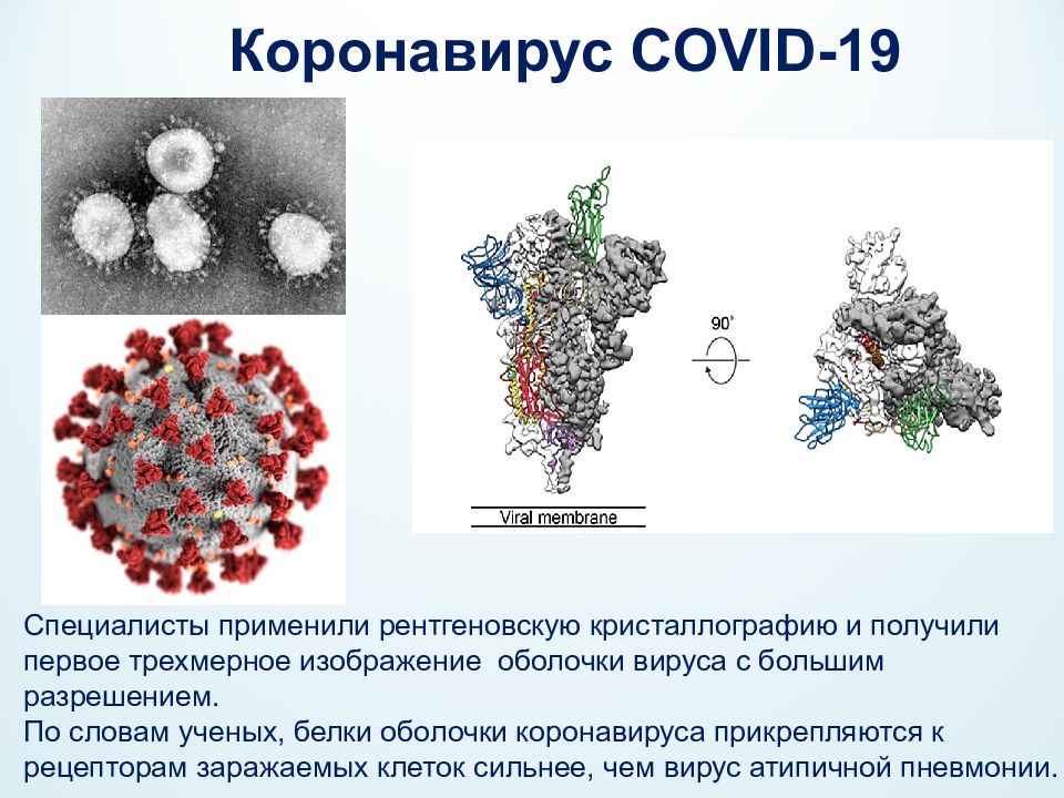 Типы ковид. Коронавирусная инфекция. Презентация коронавирусная инфекция. Коронавирусная инфекция Covid-19. Коронавирус возбудитель заболевания.