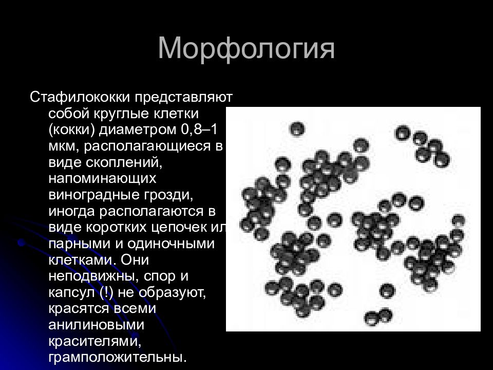 Золотистый стафилококк презентация микробиология