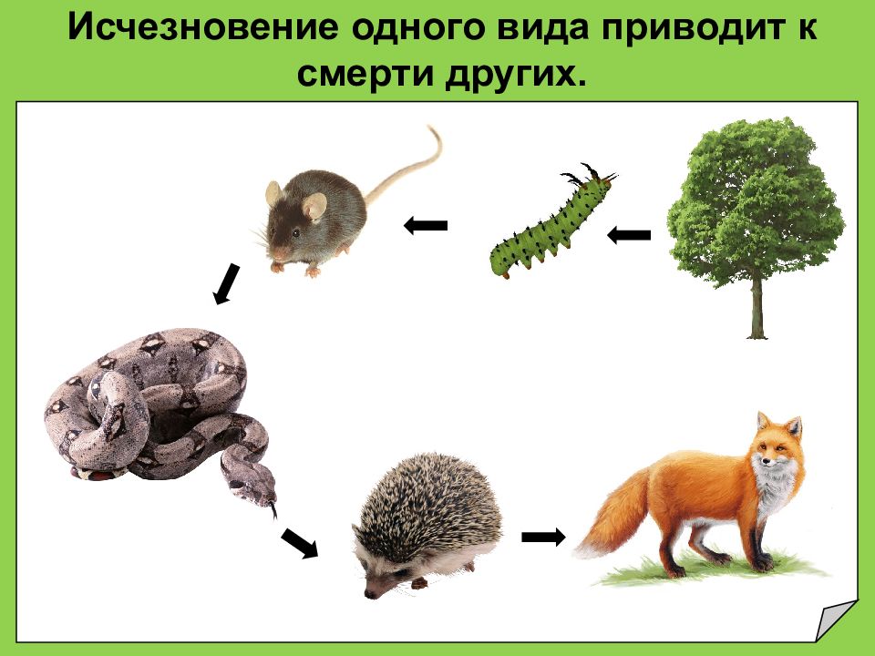 Опираясь на содержание текста и знания. Цепочка исчезновения животных и растений. Цепь исчезновения животного.