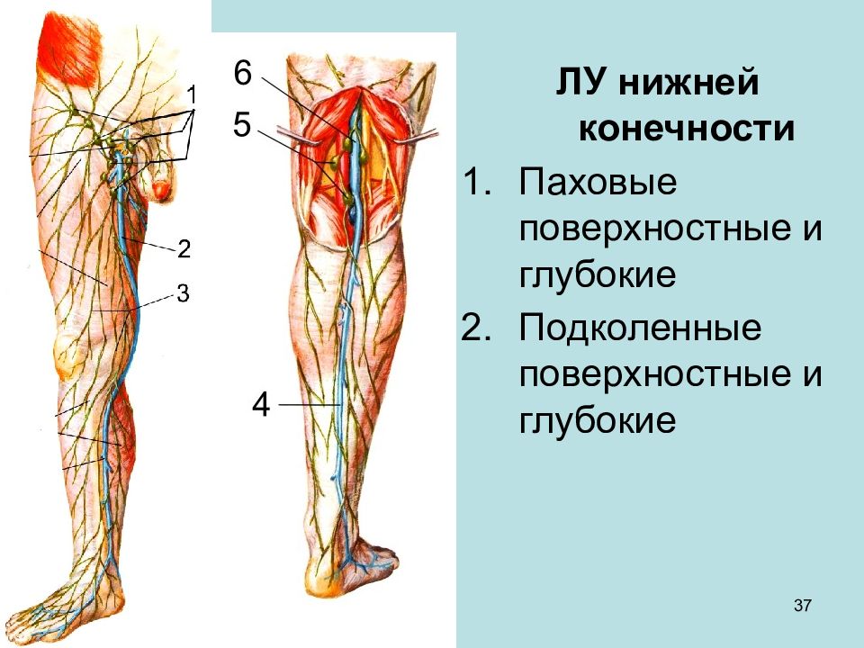 Лимфоузлы ноги человека схема