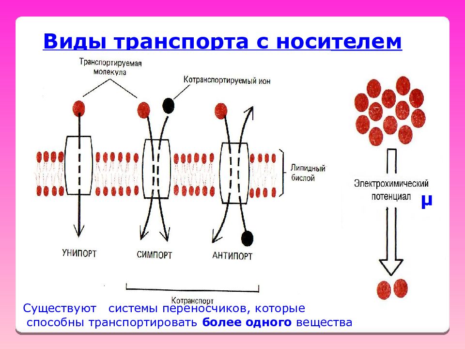 Эффект защелки физиология