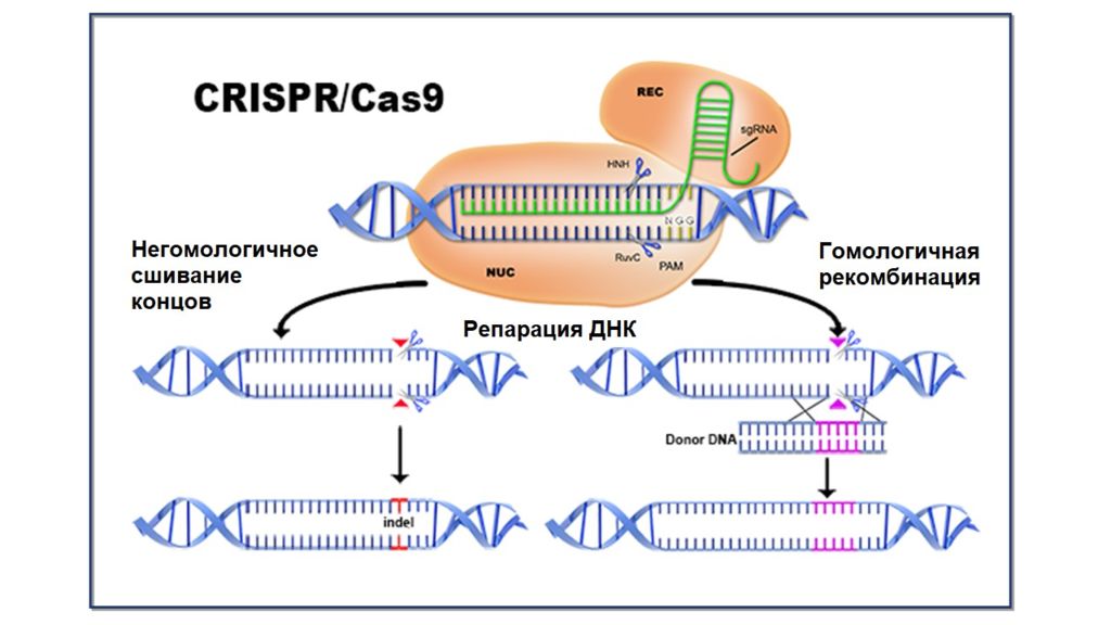 Crispr cas9 технология презентация