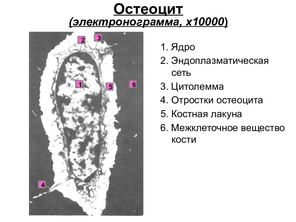 Остеоцит. Остеоцит Электронограмма. Остеоцит строение. Ультраструктура остеобласта. Электронограммы клеток костной ткани.