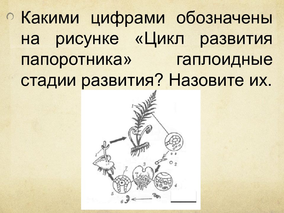 Какими цифрами обозначены на рисунке цикл развития папоротника