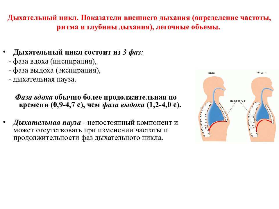 Определение дыхания картинки