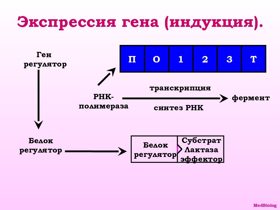 Схема регуляции биосинтеза белка по типу индукции и по типу репрессии