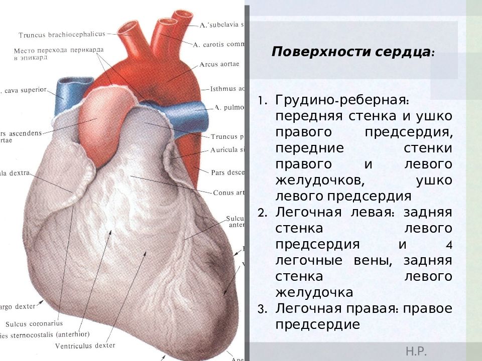 Левая стенка сердца. Функциональная анатомия сердца. Поверхности сердца. Грудино реберная поверхность сердца. Передняя поверхность сердца.