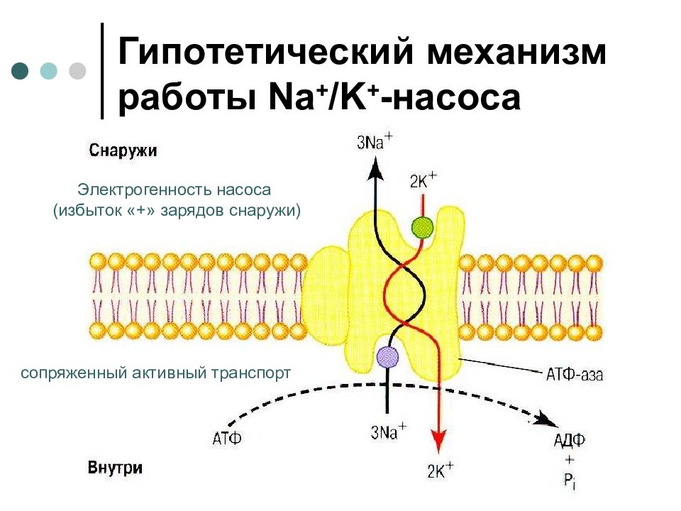 Активный транспорт насосы. Схема работы натрий калиевого насоса. Калий натриевый насос активный транспорт. Калий натриевый насос схема. Калиево натриевый насос.