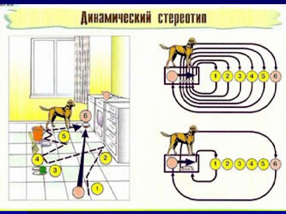 Динамический стереотип презентация