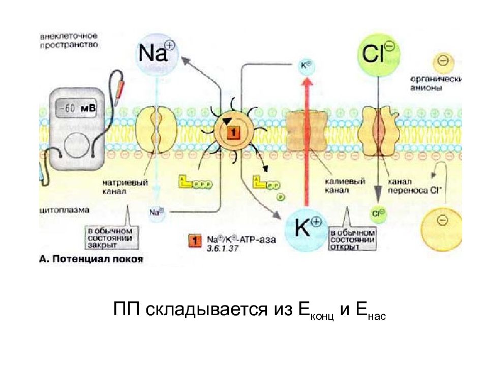 Ионы в мембране. Мембранный потенциал (трансмембранный потенциал покоя). Мембранный потенциал покоя механизм поддержания. Натрий калиевый насос потенциал покоя. Мембранный потенциал нервный Импульс передача.