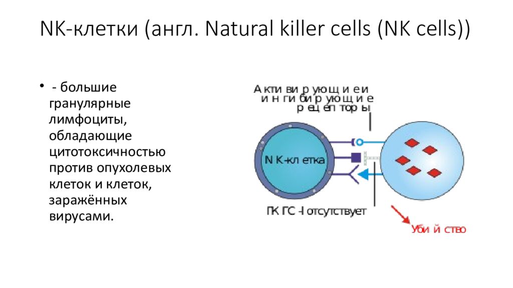 Естественные киллеры презентация