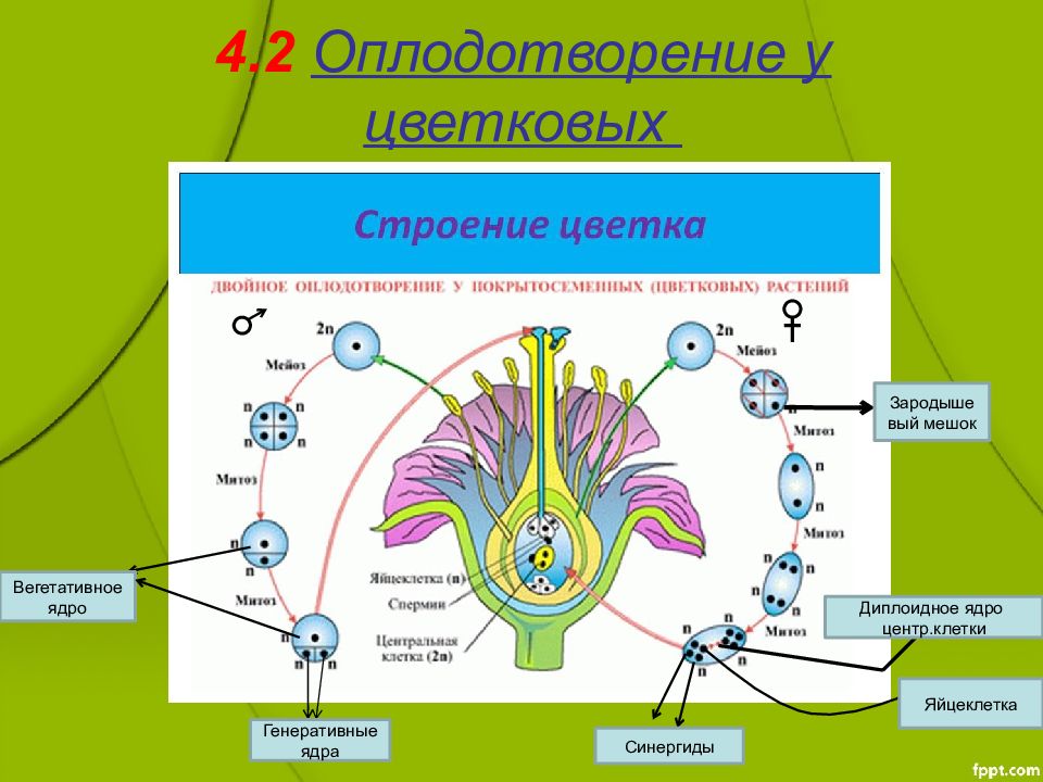 Размножение покрытосеменных растений 6 класс презентация пасечник