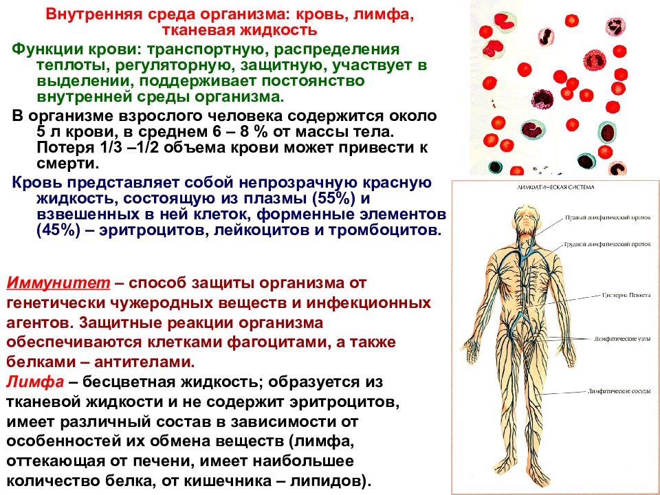 Внутренняя среда организма тканевая жидкость лимфа кровь