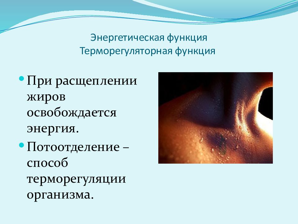 При расщеплении освобождается энергия. При расщеплении освобождается энергия