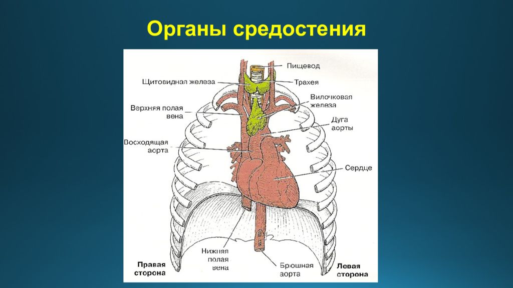 Органы средостения. Средостение дыхательная система. Органы, расположенные в средостении. Средостение органы средостения.