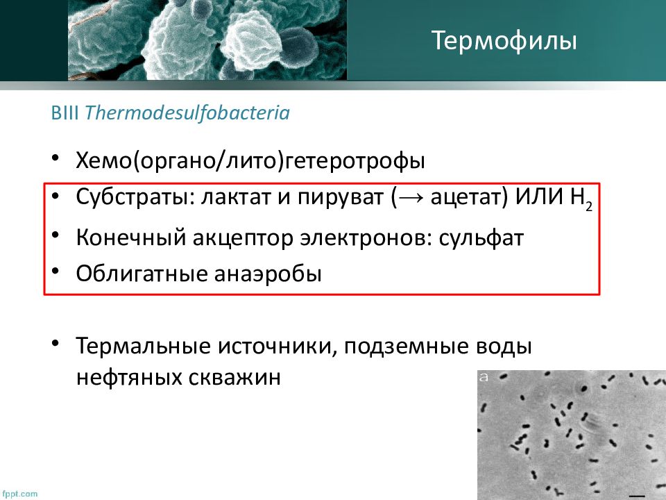 Энергия хемотрофы. Бактерии хемотрофы. Гетеротрофы микроорганизмы. Примеры хемотрофов. Хемотрофы примеры.