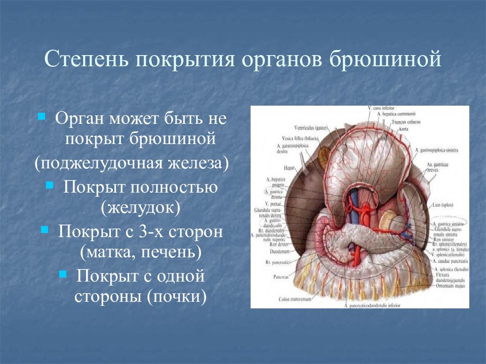 Маточная брюшина. Покрытие органов брюшиной. Отношение матки к брюшине. Поджелудочная железа покрыта брюшиной. Органы ЖКТ по отношению к брюшине.