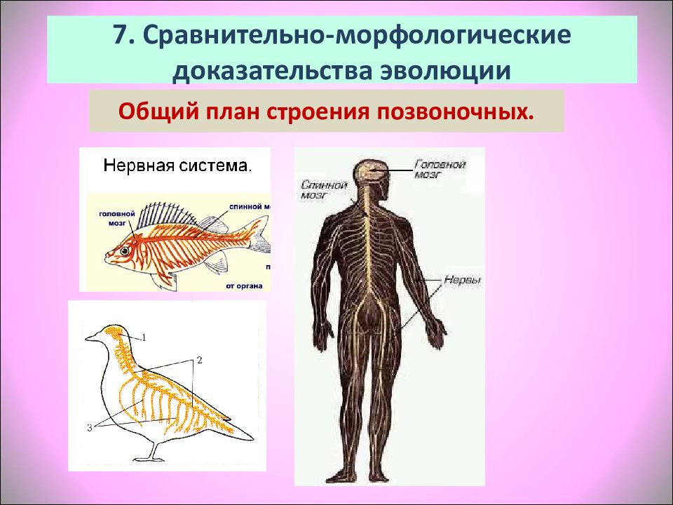 План доказательства эволюции