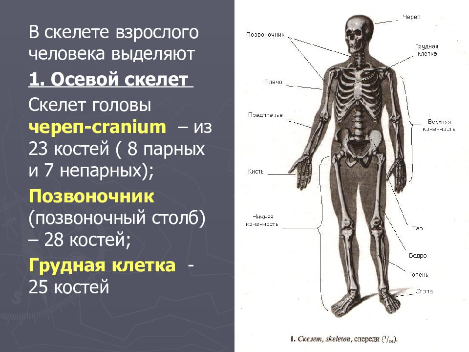 К добавочному скелету человека относятся. Названиечастнй скелета. Скелет взрослого человека. Скелет человека состоит. Скелет человека состоит из.
