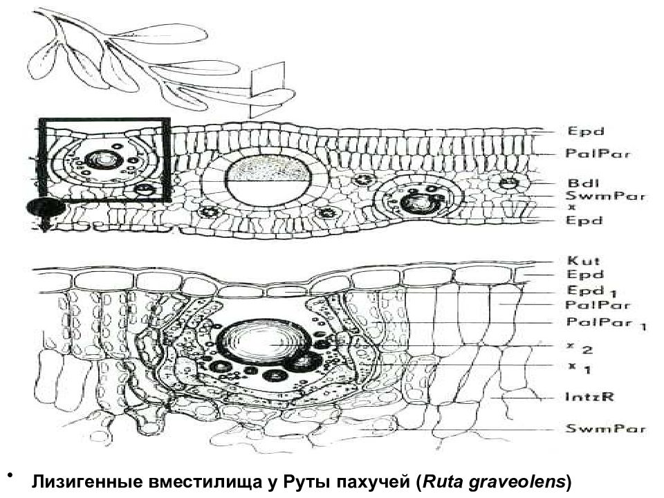 Рака как вместилище. Схизогенные и лизигенные вместилища. Вместилища растений. Лизигенные вместилища растений. Секреторные вместилища растений.