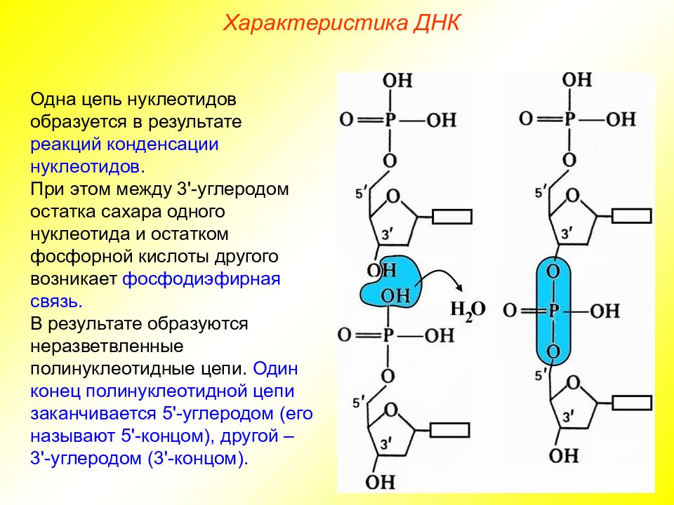 Схема соединения нескольких нуклеотидов в цепь первичная структура