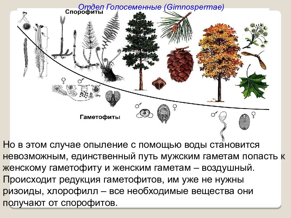 Лабораторная работа изучение растений голосеменных растений. Классификация голосеменных растений. Филогенетическая схема голосеменных. Редукция гаметофита у голосеменных. Общая характеристика голосеменных.