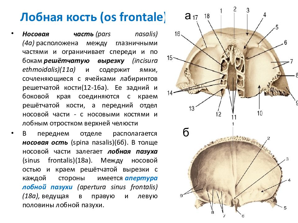 Переднее решетчатое. Образование лобной кости.