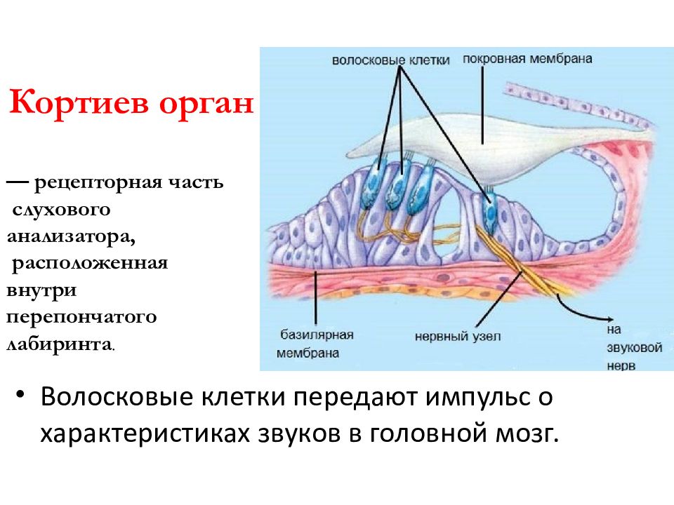 Что воспримут изображенные на рисунке рецепторные клетки вкус запах звук свет