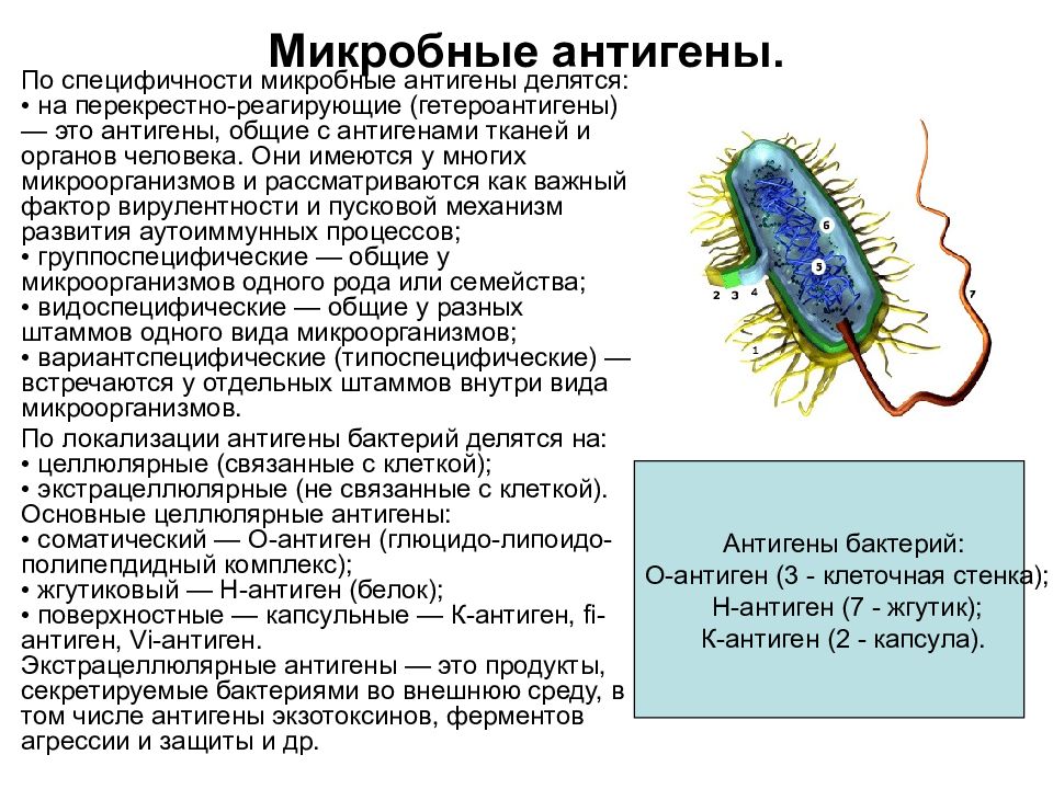 Токсины антигены. Антигенная структура микроорганизмов. Структура бактериальной клетки антиген. Антигены микроорганизмов суперантигены. Грибковые антигены структурные компоненты токсины.