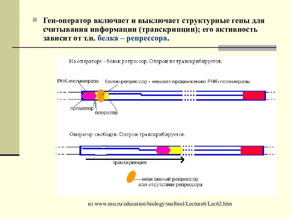 Схематическое изображение гена