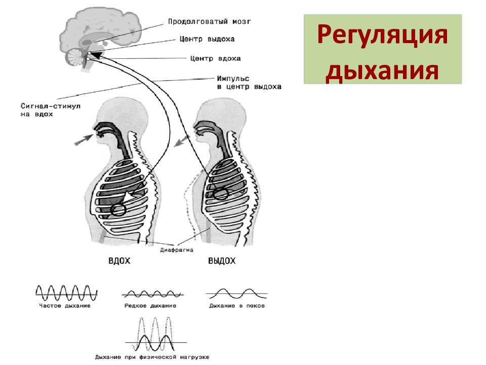 На рисунке схематично изображен механизм дыхания человека какое общее свойство живых систем