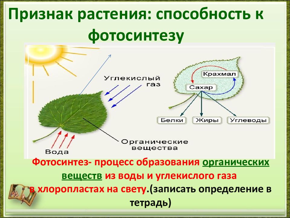 Общая характеристика водорослей презентация. Признаки фотосинтеза. Признак растения: способность к фотосинтезу. Нет фотосинтеза в растениях.