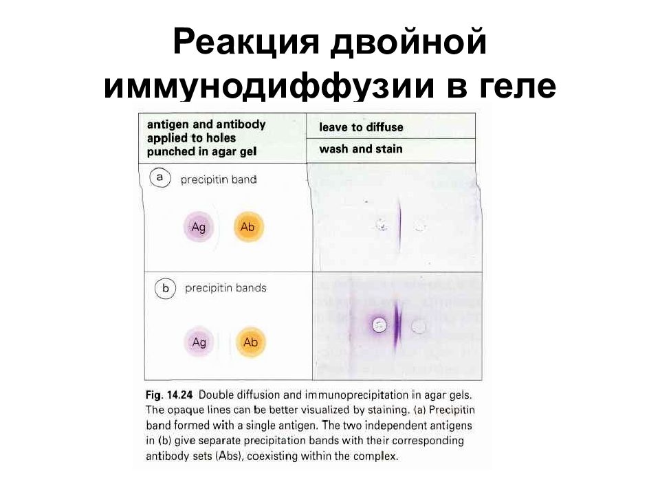 Реакция двойной иммунодиффузии по оухтерлони картинки