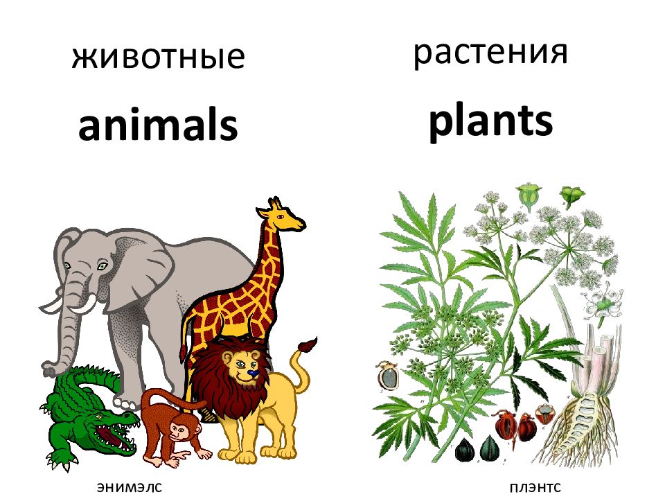 Spotlight 7 module 5. Plant-animals. Картинки спотлайт 5 модуль 5 животные и растения. Sick animals and Plants. Plants and animals Flashcards.