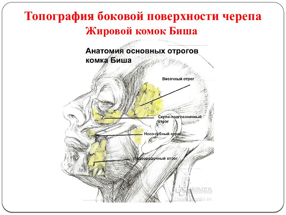 Жировое тело щеки. Жировой комок Биша топографическая анатомия. Жировое тело щеки Биша топографическая анатомия. Комок Биша анатомия отростки. Комок Биша топографическая анатомия.