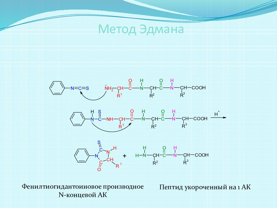 Пептиды белки презентация