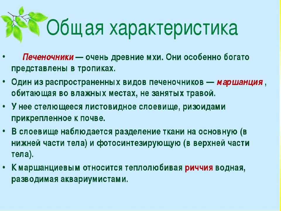 Отдел моховидные общая характеристика. Общая характеристика моховидных. Характеристика моховидных. Общая характеристика моховидных 7 класс.