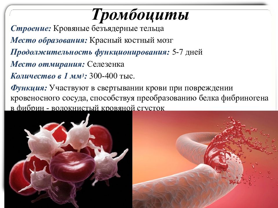 Тромбоциты картинки для презентации