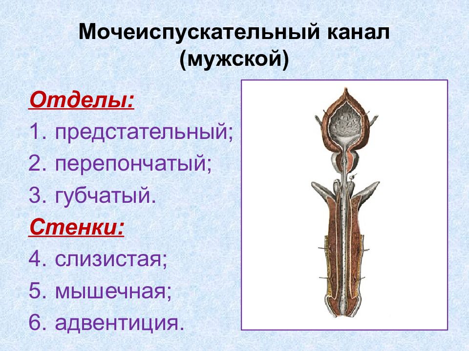 Мужская уретра. Мужской мочеиспускательный канал анатомия строение. Строение мочеиспускательного канала анатомия. Части уретры у мужчин анатомия. Губчатая часть мужского мочеиспускательного канала.