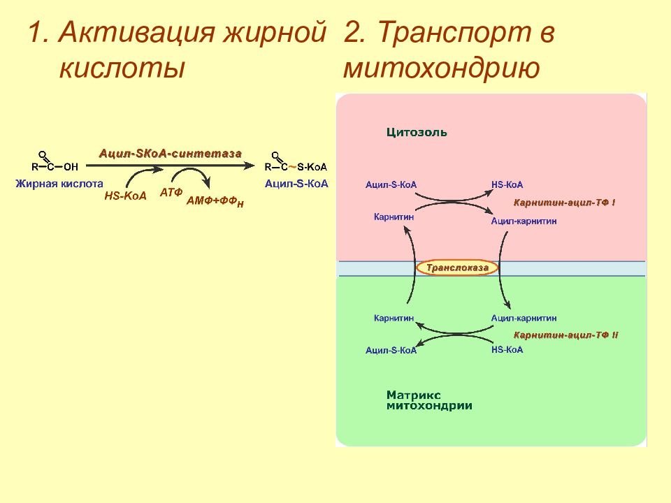 Реакция активации. Активация и транспорт жирных кислот в митохондрии. Активация жирных кислот биохимия. Реакция активирования жирной кислоты. Активация жирных кислот и транспорт их в митохондрии..