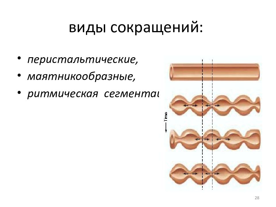 Типы сокращений. Ритмическая сегментация. Маятникообразная перистальтика. Маятникообразные сокращения. Маятникообразный кровоток.