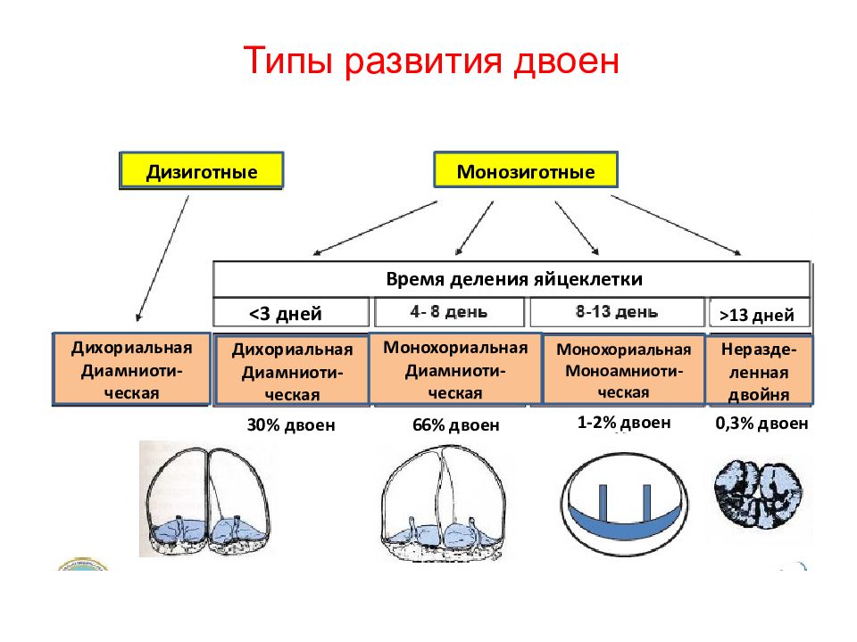 Многоплодная беременность презентация