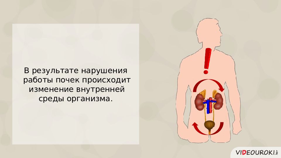 Предупреждение заболевания почек питьевой режим презентация. Заболевания мочевыделительной системы и их предупреждение. Предупреждение заболеваний почек питьевой режим. Питьевой режим мочевыделит системы. Процессы происходящие в почках.