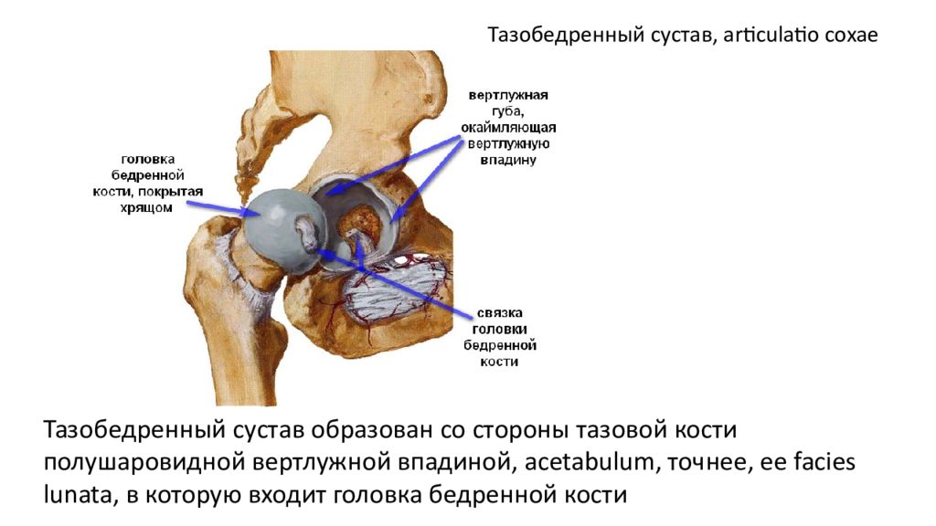 Хирургическая анатомия суставов. Тазобедренный сустав анатомия человека. Хирургическая анатомия тазобедренного сустава. Вертлужная впадина образована. Тазобедренный сустав образован.